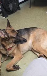 Reunited Female Dog last seen Davie rd ext, Davie, FL 33314