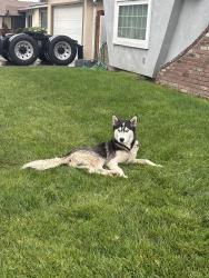 Found/Stray Male Dog last seen 33rd and coja, San Bernardino, CA 92404