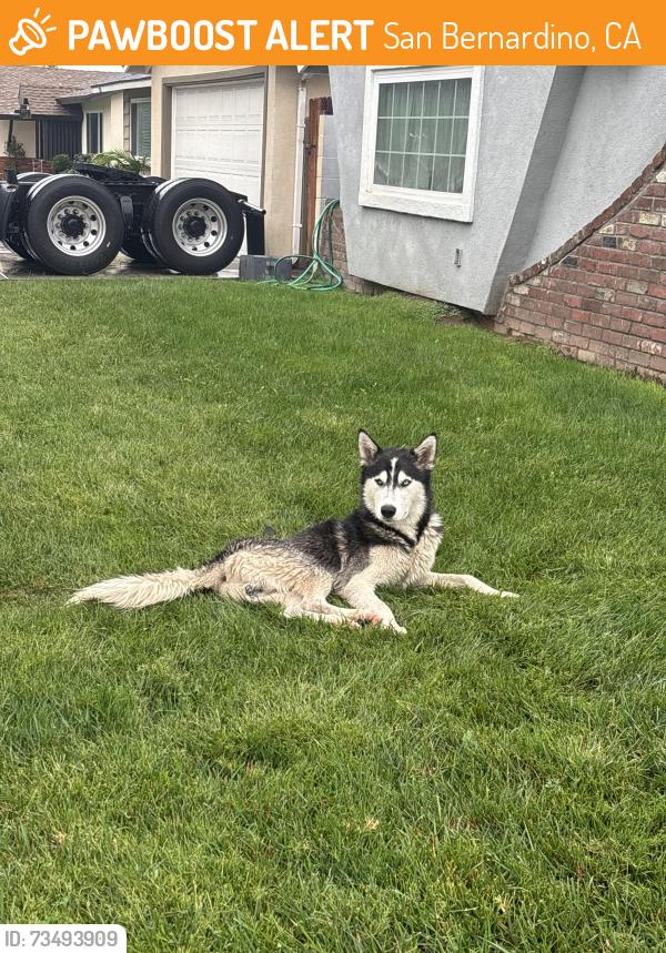 Found/Stray Male Dog last seen 33rd and coja, San Bernardino, CA 92404