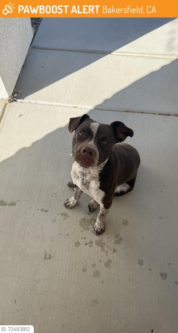 Found/Stray Male Dog last seen Panama lane, Bakersfield, CA 93313