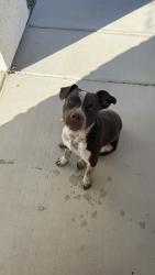 Found/Stray Male Dog last seen Panama lane, Bakersfield, CA 93313