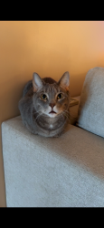 Reunited Female Cat last seen Middle belt and west, New Boston, MI 48164
