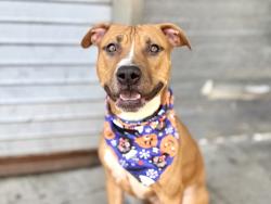 Shelter Stray Male Dog last seen Near Cross Bronx Expressway, BRONX, NY, 10457, 326 E 110th St, New York, NY 10029, USA