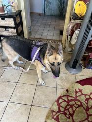 Found/Stray Female Dog last seen Target area. Barboursville w., Barboursville, WV 25504