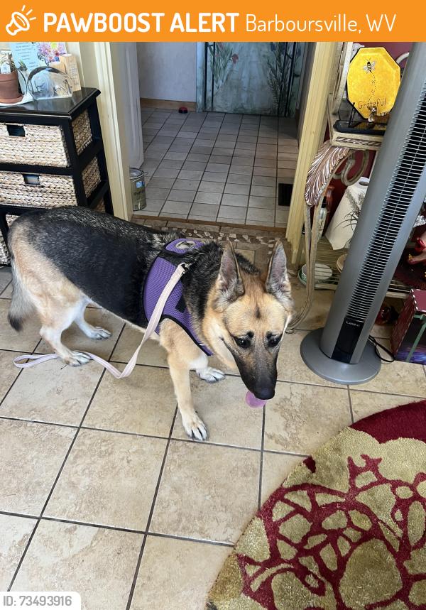 Found/Stray Female Dog last seen Target area. Barboursville w., Barboursville, WV 25504