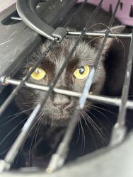 Shelter Stray Male Cat last seen Near Newsome Drive, VIRGINIA BEACH, VA, 23455, 341 S Birdneck Rd, Virginia Beach, VA 23451, USA