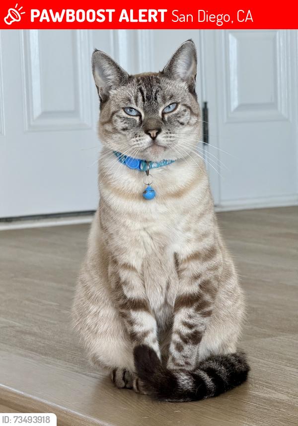 Lost Female Cat last seen Brandywine St, San Diego, CA 92117