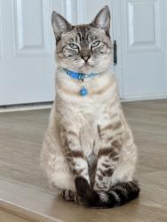 Lost Female Cat last seen Brandywine St, San Diego, CA 92117