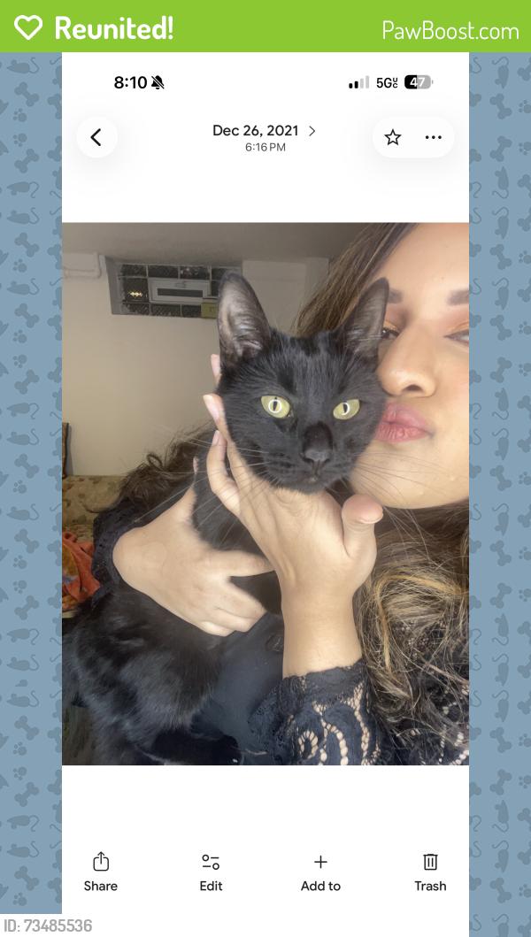 Reunited Female Cat last seen Dunkin, Chicago, IL 60660
