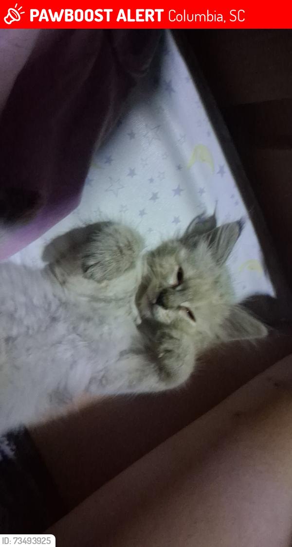 Lost Female Cat last seen Near Shakespeare rd, Columbia, SC 29223