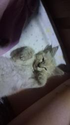 Lost Female Cat last seen Near Shakespeare rd, Columbia, SC 29223