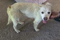 Reunited Female Dog last seen Morado Dr and Rondo Way, Colorado Springs, CO 80911