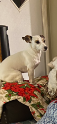 Reunited Female Dog last seen West Ox Eye Place, Homosassa Springs, FL 34448