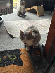 Found/Stray Unknown Cat last seen East 219 street, Euclid, OH 44123