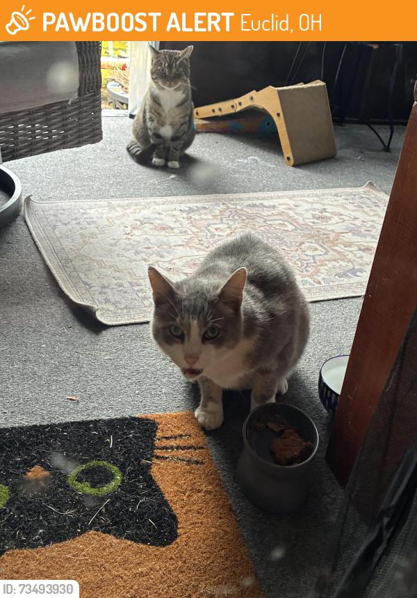 Found/Stray Unknown Cat last seen East 219 street, Euclid, OH 44123