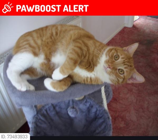 Lost Male Cat last seen Bramleys, Thurrock, England SS17 8AE