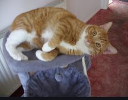 Lost Male Cat last seen Bramleys, Thurrock, England SS17 8AE
