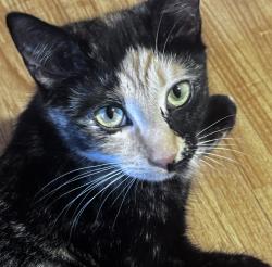 Lost Female Cat last seen Rainey Rd, Bethany Woods Dr., Carroll County, GA 30179