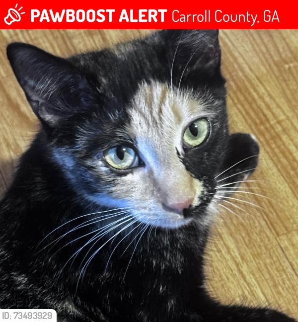 Lost Female Cat last seen Rainey Rd, Bethany Woods Dr., Carroll County, GA 30179