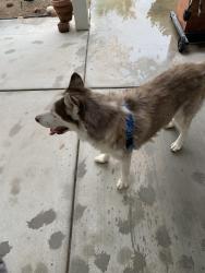 Reunited Male Dog last seen Tropical Parkway Camino Eldorado, North Las Vegas, NV 89031
