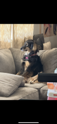 Reunited Female Dog last seen 4352–4378 N Rubicon Ave Phoenix, AZ 85018 United States, Phoenix, AZ 85018