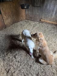Found/Stray Unknown Dog last seen Watauga County Recycling Center, Zionville, NC 28698