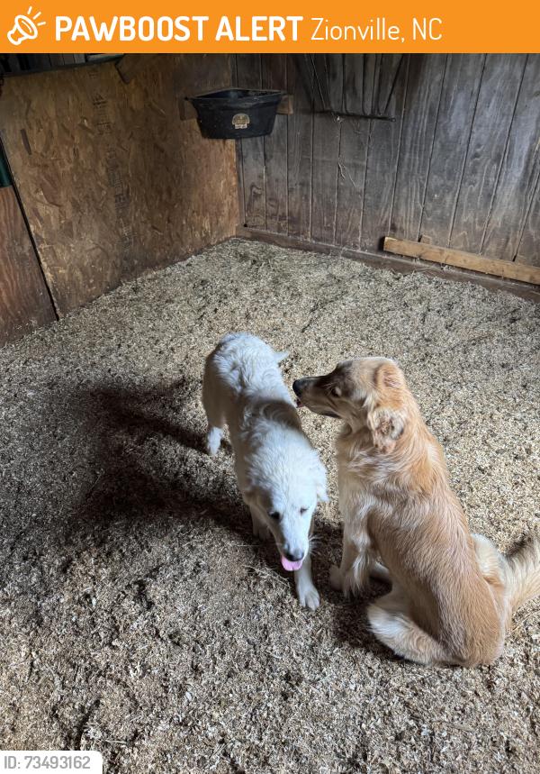 Found/Stray Unknown Dog last seen Watauga County Recycling Center, Zionville, NC 28698