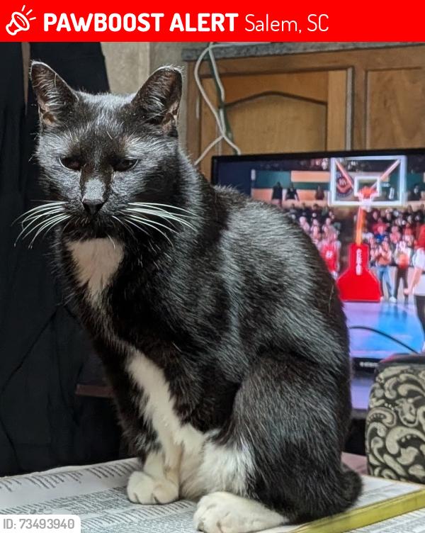 Lost Female Cat last seen Hwy 11 in Salem, SC, Salem, SC 29676