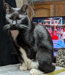 Lost Female Cat last seen Hwy 11 in Salem, SC, Salem, SC 29676