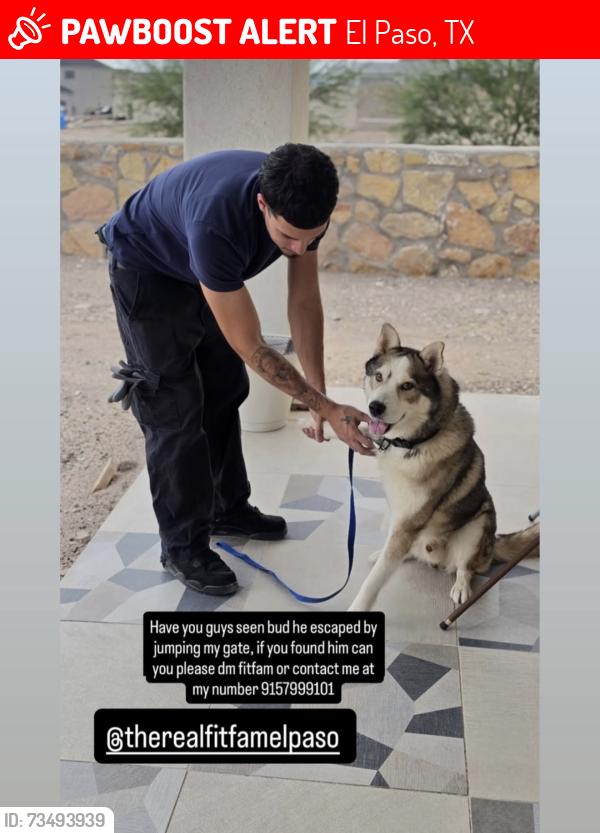 Lost Male Dog last seen Near EmmaRose way, El Paso, TX 79928
