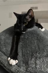 Reunited Male Cat last seen Woodbury Creek Drive, Chattahoochee River Club, Cumming, GA 30041