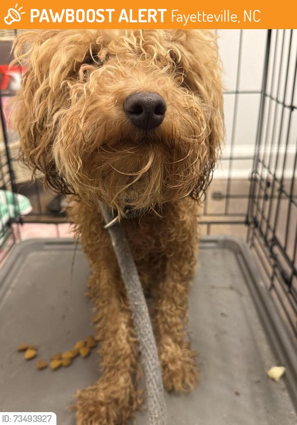 Found/Stray Unknown Dog last seen Camden Rd & Waldo’s Beach, Fayetteville, NC 28306