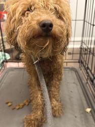 Found/Stray Unknown Dog last seen Camden Rd & Waldo’s Beach, Fayetteville, NC 28306