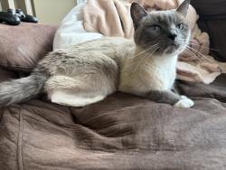 Reunited Female Cat last seen Shawnessy area, Calgary, AB T2Y 2W2