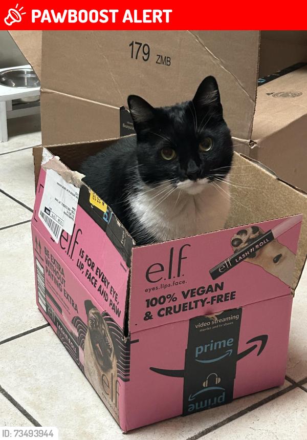 Lost Female Cat last seen Near Alexander ave, Lower Township, NJ 08251