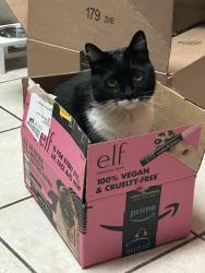 Lost Female Cat last seen Near Alexander ave, Lower Township, NJ 08251