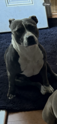 Reunited Female Dog last seen Posey Farm and Rockfish Road, Hoke County, NC 28376