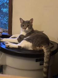 Lost Male Cat last seen Harlem and Gorsuch Rd, Galena, OH 43021