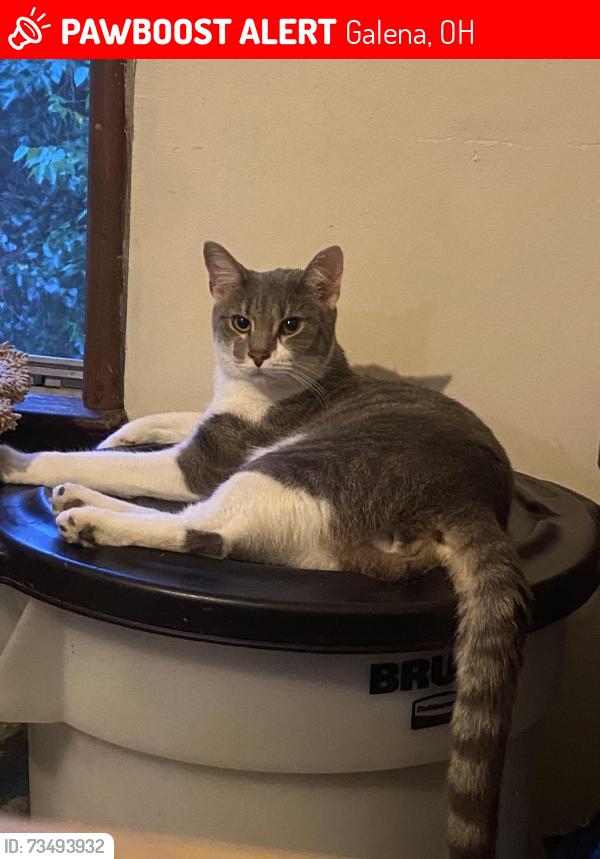 Lost Male Cat last seen Harlem and Gorsuch Rd, Galena, OH 43021