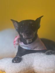 Lost Female Dog last seen Susanna St and Avenue B, Lacy Lakeview, TX 76705