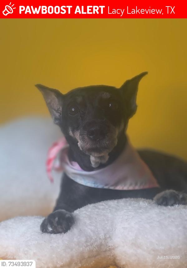 Lost Female Dog last seen Susanna St and Avenue B, Lacy Lakeview, TX 76705