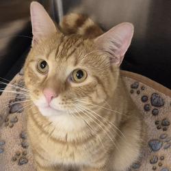 Shelter Stray Male Cat last seen , 2960 Shafto Rd, Tinton Falls, NJ 07753, USA