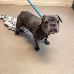 Shelter Stray Female Dog last seen , 361 S Raymond Ave, Pasadena, CA 91105, USA