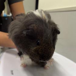 Shelter Stray Female Other last seen , 3607 N Armenia Ave, Tampa, FL 33607, USA