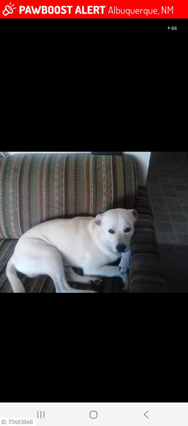 Lost Male Dog last seen Menaul and Graceland, Albuquerque, NM 87110