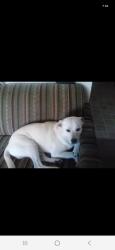Lost Male Dog last seen Menaul and Graceland, Albuquerque, NM 87110