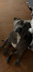 Reunited Male Dog last seen Posey Farm Road and Rockfish Road, Hoke County, NC 28376