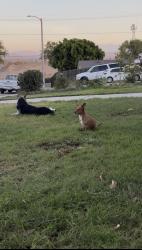 Reunited Male Dog last seen Jurupa & Payton st, Riverside, CA 92504