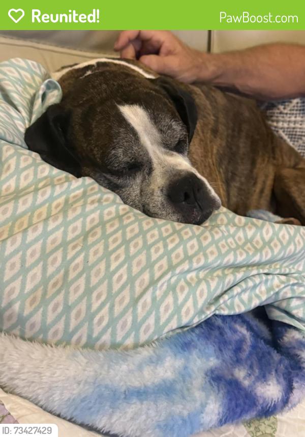 Reunited Female Dog last seen Riggins Rd. And Allgood Bridge Rd., Pickens, SC 29671