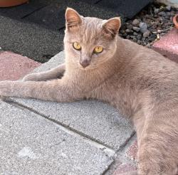 Reunited Male Cat last seen Petersen Lane and Bodega Ave, Petaluma, CA 94952